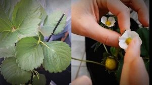 Опыление клубники вручную !!! Без кисточки! Самый прост