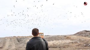 Отпугиватель птиц САПСАН-3. Как отпугивать грачей и во?