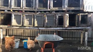 Обрезанными ветками с сада кормим кроликов! Какими ве?