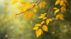 Желтеют листья на деревьях - авторская песня (Russian Christia