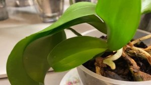 Цветонос из точки рости у орхидеи фаленопсис! Что дела