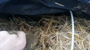 Как зимует виноград под укрытием с соломой.