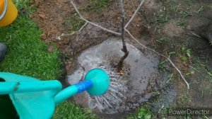 Пересадка уснувшей яблони