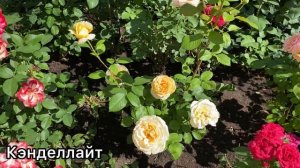 Все розы в одном видео! Флорибунда и чайно-гибридные р?