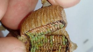 Что внутри отеки богомола - Рождение богомолов нимф из