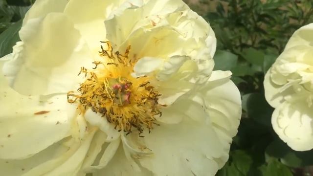 Пион "Лемон Шиффон" (Lemon Chiffon) лето 2021 смотреть онлайн