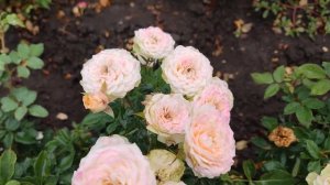 обзор саженцев роз питомника растений rosebushes.ru