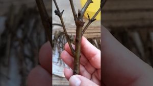 Размножение черенков граната методом буррито 🌯