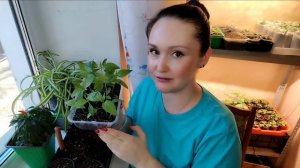 Пикировка перца: Секрет шикарной рассады от биолога —