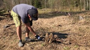 Сжигание пня. Можно ли уничтожить сырой пень если его ?