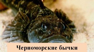 ОБИТАТЕЛИ ЧЕРНОГО МОРЯ: Черноморские бычки