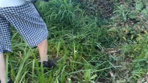 CG520 Большой Иван - отшумел камыш