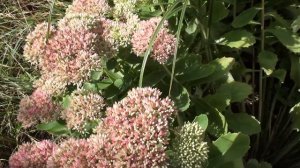 Последние медоносы сезона, шандра гребенчатая.