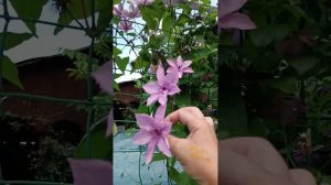 Цветение клематиса Тучка, Пурпуреа Плена Элеганс.