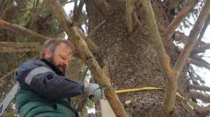 Изготовление борти для пчёл в живом дереве.