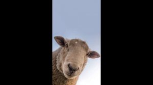 Стул Мадлен 2