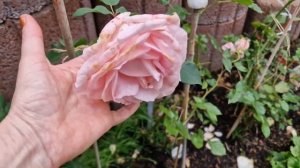 #Беверли нежнейшая роза #Beverly #hybridtea  #Eleganza Kollektion От весн