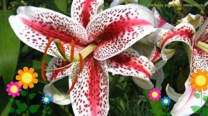 Лилия восточная. Краткий обзор, описание характеристи