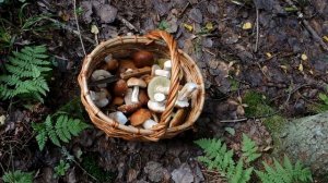 Где растут белые грибы