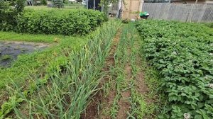 ЖИЗНЬ В АМЕРИКАНСКОЙ ДЕРЕВНЕ ,МОЙ ОГОРОД.