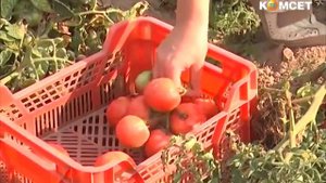 Селекция томатов для открытого грунта и выведение нов