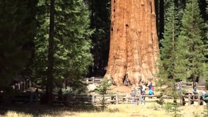 РАСТЕНИЯ, в существование которых СЛОЖНО ПОВЕРИТЬ / ТО