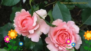 Роза чайно-гибридная Пентхаус. Краткий обзор, описани?