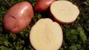 Вновь поступил семенной картофель сорта Сарпо мира!