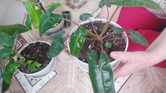 Филодендроны с красивыми листиками🥰