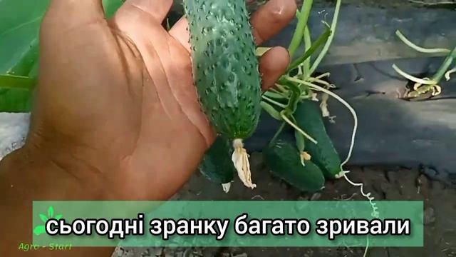 Огірок BJORN f1 ENZA ZADEN.чудова здатність до регенерації. смотреть онлайн