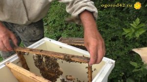 Пчелы роятся. Что делать? Пчеловод делится опытом, как