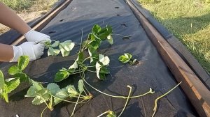 Укоренение усов клубники на агроволокне: посадка в гр?