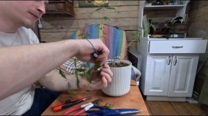 Мой Бонсай из граната. Из большого горшка в меньший.Фо?