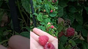 19.07.25. Малина сорт Таруса. Мнение обычного дачника.