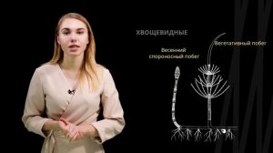 Хвощи и плауны.  Общая характеристика, жизненный цикл |