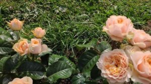 Розы в Подмосковье. Vuvuzela Romantica