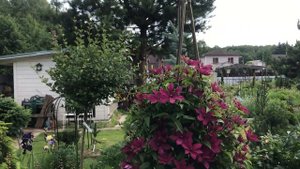 Хвойный Сад Надежды ч3 28 июня 2025г