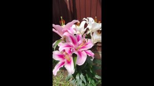 Цветение лилий ОТ-гибридов