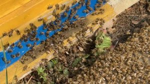 Пчела карника — спокойствие, сила и стабильность на п?