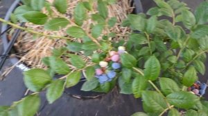 Голубика Титаниум, Хардиблю. Бонифаций, Пелле, Торо и д