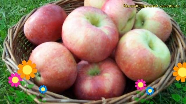 Яблоня домашняя Коричное ананасное. Краткий обзор, оп?