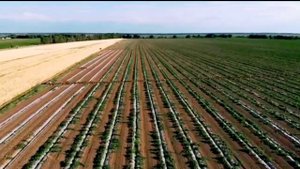 Қарбыз бақшасы. Арбузная бахча.