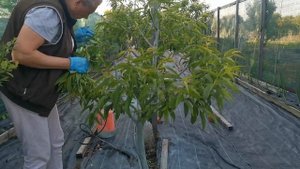 ☑️ХОТИТЕ КРУПНЫЙ  ПЕРСИК Нормировка персика ,зелёные