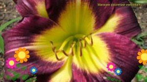 Лилейник гибридный Найт Бекон. Краткий обзор, описани?