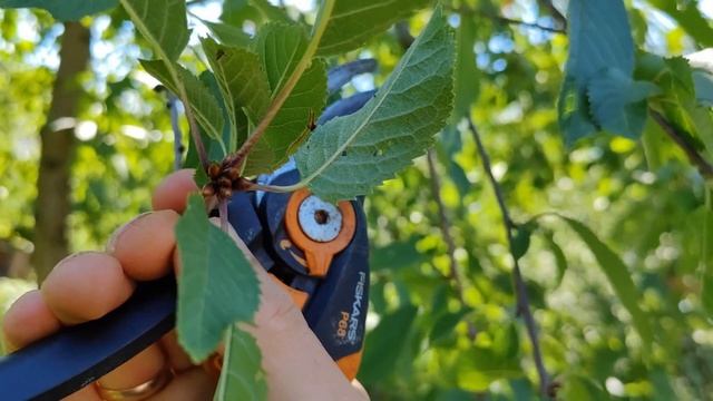 Простая  обрезка черешни своими руками, для начинающи? смотреть онлайн