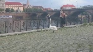 Царь птица - ЛЕБЕДЬ! Мои прогулки по Праге!