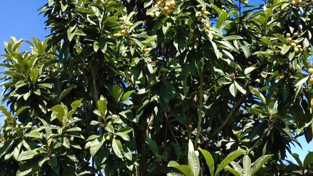 Nispero ягода или фрукт? Плоды в #парагвай Nispero en #paraguay Мушм смотреть онлайн