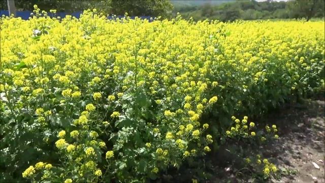 Горчица Белый гигант. Май 2025 смотреть онлайн