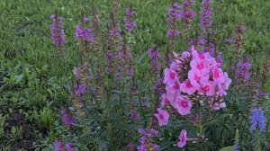 Флокс Мисс Пеппер. Сочетания яркого флокса в саду