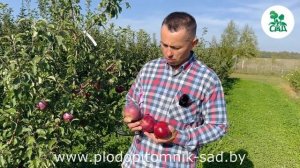 Яблоня ДАРУНАК. Белорусский сорт с высокой урожайност